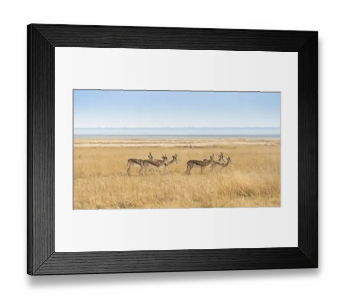Framed Print : Herd of Springboks -Antidorcas marsupialis- in the grasslands, Etosha National Park, Namibia Framed Print : Herd of Springboks -Antidorcas marsupialis- in the grasslands, Etosha National Park, Namibia