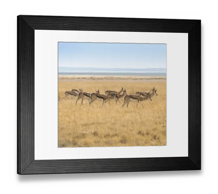 Framed Print : Herd of Springboks -Antidorcas marsupialis- in the grasslands, Etosha National Park, Namibia Framed Print : Herd of Springboks -Antidorcas marsupialis- in the grasslands, Etosha National Park, Namibia