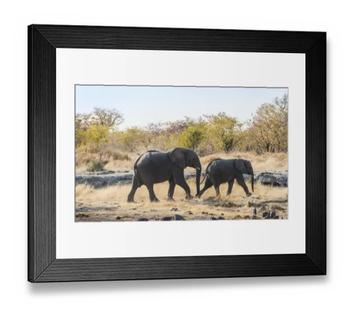 Framed Print : Two African Elephants -Loxodonta africana- marching, Etosha National Park, Namibia