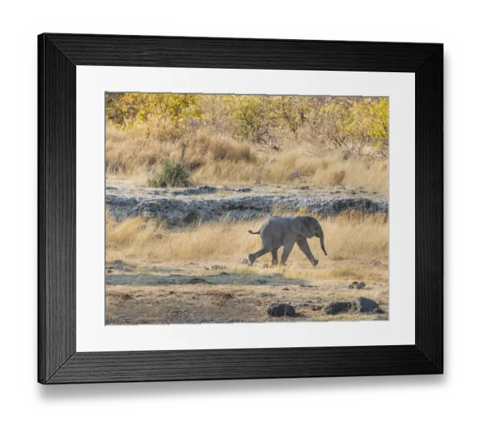 Framed Print : Young African Elephant -Loxodonta africana-, calf walking near the Nuamses waterhole, Etosha National Park, Namibia Framed Print : Young African Elephant -Loxodonta africana-, calf walking near the Nuamses waterhole, Etosha National Park, Namibia
