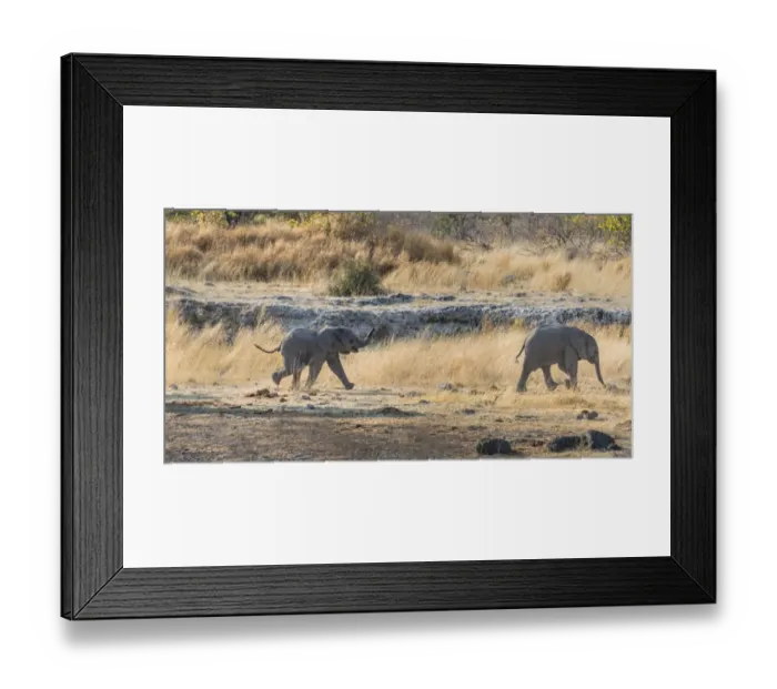 Framed Print : Two young African Elephants -Loxodonta africana-, calves walking near the Nuamses waterhole, Etosha National Park, Namibia Framed Print : Two young African Elephants -Loxodonta africana-, calves walking near the Nuamses waterhole, Etosha National Park, Namibia