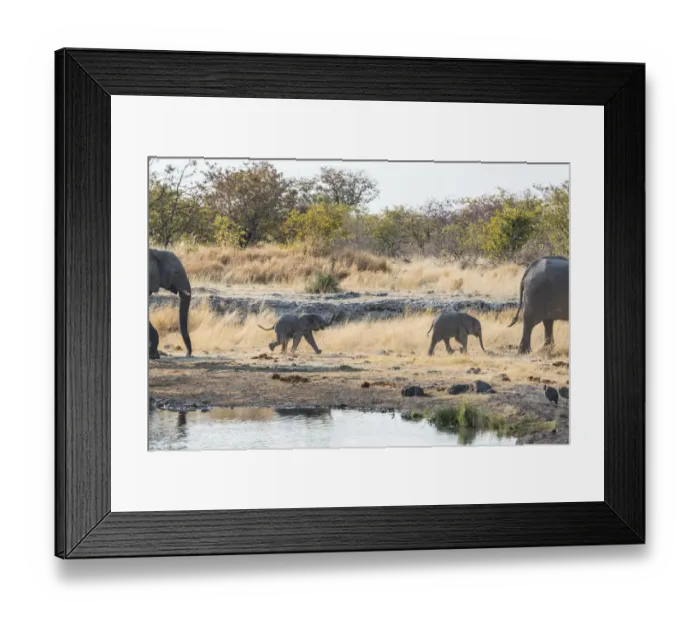 Framed Print : Two young African Elephants -Loxodonta africana-, calves walking near the Nuamses waterhole, Etosha National Park, Namibia Framed Print : Two young African Elephants -Loxodonta africana-, calves walking near the Nuamses waterhole, Etosha National Park, Namibia