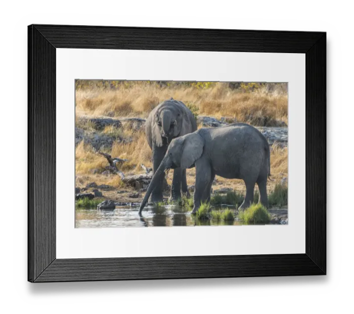 Framed Print : African Elephants -Loxodonta africana- drinking at the Nuamses waterhole, Etosha National Park, Namibia Framed Print : African Elephants -Loxodonta africana- drinking at the Nuamses waterhole, Etosha National Park, Namibia
