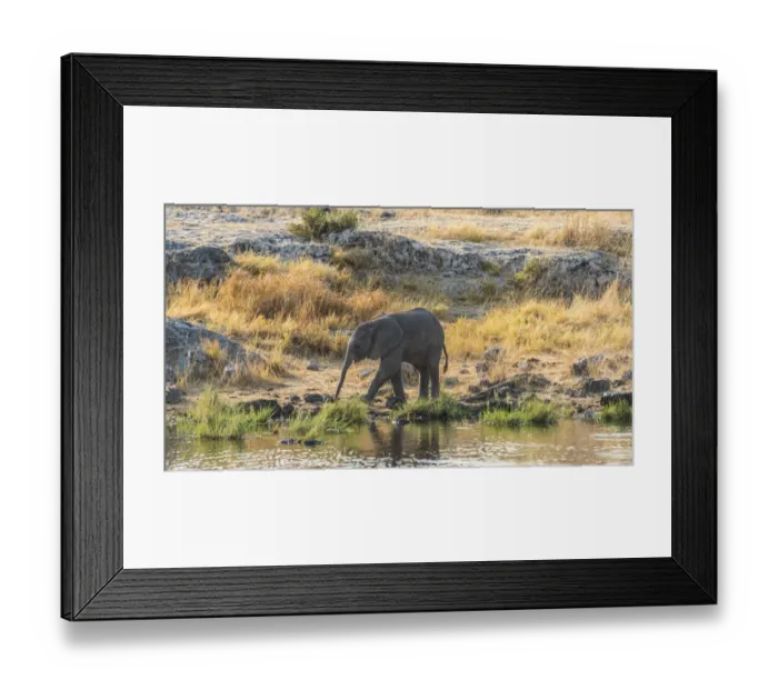 Framed Print : Young African Elephant -Loxodonta africana- drinking at the Nuamses waterhole, Etosha National Park, Namibia