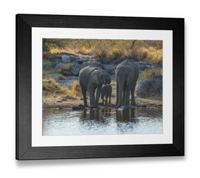 Framed Print : African Elephants -Loxodonta africana-, adults with calf drinking at the Nuamses waterhole, Etosha National Park, Namibia Framed Print : African Elephants -Loxodonta africana-, adults with calf drinking at the Nuamses waterhole, Etosha National Park, Namibia