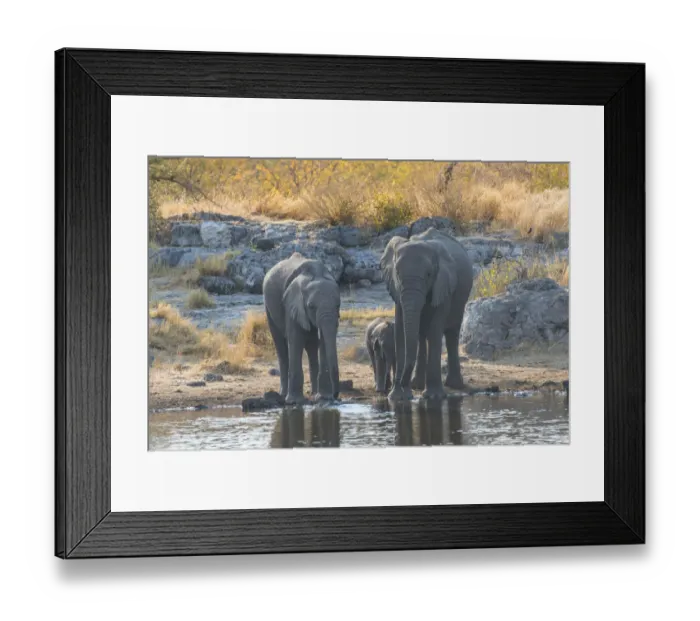 Framed Print : African Elephants -Loxodonta africana-, adults with calf drinking at the Nuamses waterhole, Etosha National Park, Namibia Framed Print : African Elephants -Loxodonta africana-, adults with calf drinking at the Nuamses waterhole, Etosha National Park, Namibia