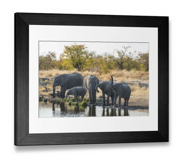 Framed Print : African Elephants -Loxodonta africana-, herd standing at the Nuamses waterhole, Etosha National Park, Namibia Framed Print : African Elephants -Loxodonta africana-, herd standing at the Nuamses waterhole, Etosha National Park, Namibia