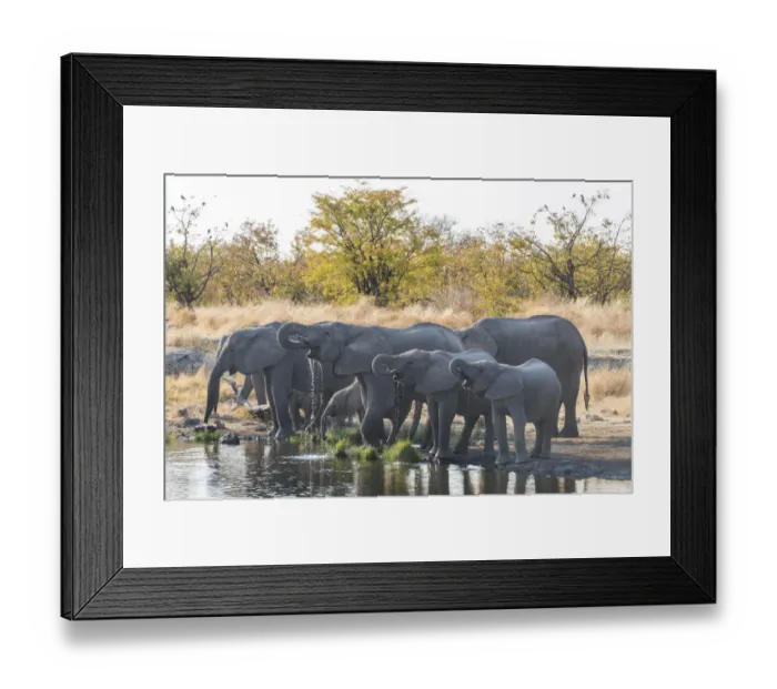 Framed Print : African Elephants -Loxodonta africana-, herd drinking at the Nuamses waterhole, Etosha National Park, Namibia Framed Print : African Elephants -Loxodonta africana-, herd drinking at the Nuamses waterhole, Etosha National Park, Namibia