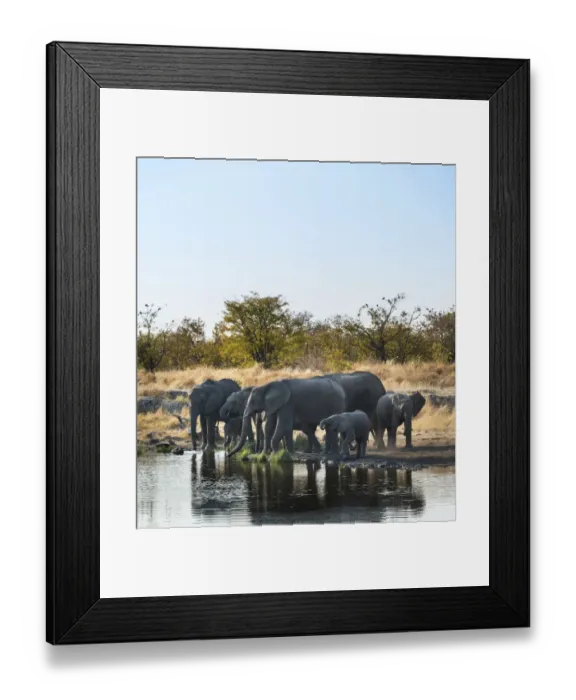 Framed Print : African Elephants -Loxodonta africana-, herd drinking at the Nuamses waterhole, Etosha National Park, Namibia Framed Print : African Elephants -Loxodonta africana-, herd drinking at the Nuamses waterhole, Etosha National Park, Namibia
