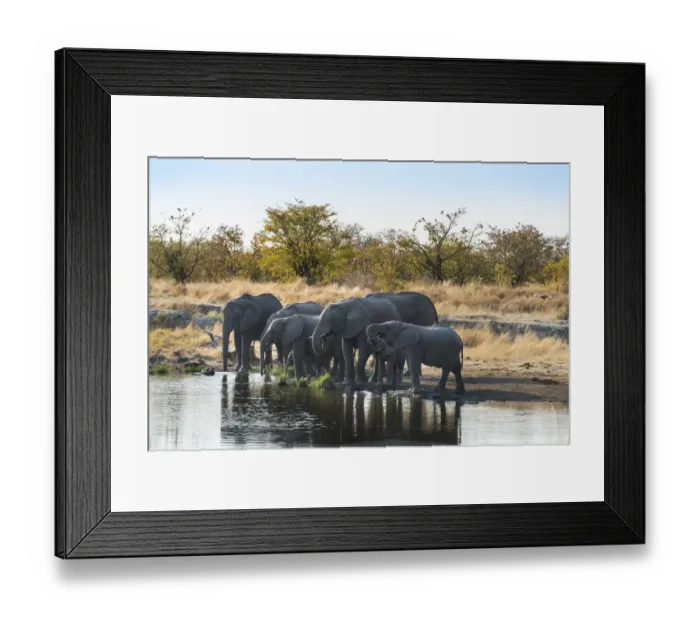 Framed Print : African Elephants -Loxodonta africana-, herd drinking at the Nuamses waterhole, Etosha National Park, Namibia Framed Print : African Elephants -Loxodonta africana-, herd drinking at the Nuamses waterhole, Etosha National Park, Namibia