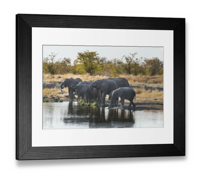 Framed Print : African Elephants -Loxodonta africana-, herd drinking at the Nuamses waterhole, Etosha National Park, Namibia Framed Print : African Elephants -Loxodonta africana-, herd drinking at the Nuamses waterhole, Etosha National Park, Namibia