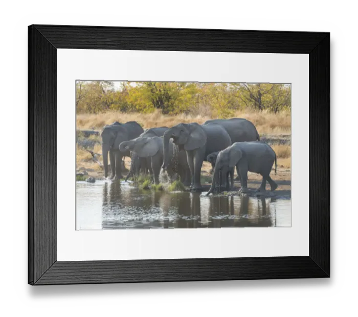 Framed Print : African Elephants -Loxodonta africana-, herd drinking at the Nuamses waterhole, Etosha National Park, Namibia