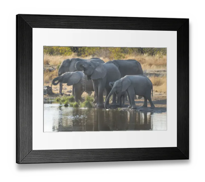 Framed Print : African Elephants -Loxodonta africana-, herd drinking at the Nuamses waterhole, Etosha National Park, Namibia Framed Print : African Elephants -Loxodonta africana-, herd drinking at the Nuamses waterhole, Etosha National Park, Namibia