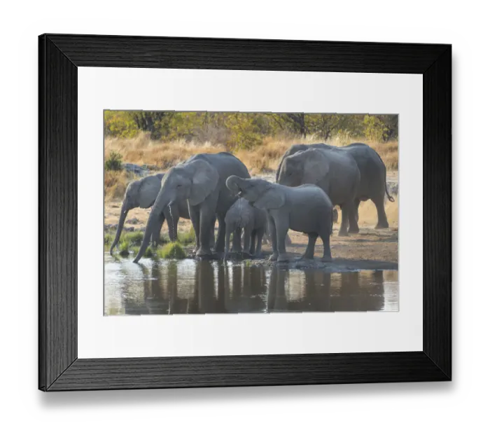 Framed Print : African Elephants -Loxodonta africana-, herd drinking at the Nuamses waterhole, Etosha National Park, Namibia Framed Print : African Elephants -Loxodonta africana-, herd drinking at the Nuamses waterhole, Etosha National Park, Namibia