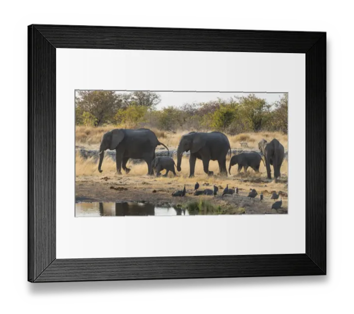 Framed Print : African Elephants -Loxodonta africana-, herd approaching the Nuamses waterhole, Etosha National Park, Namibia