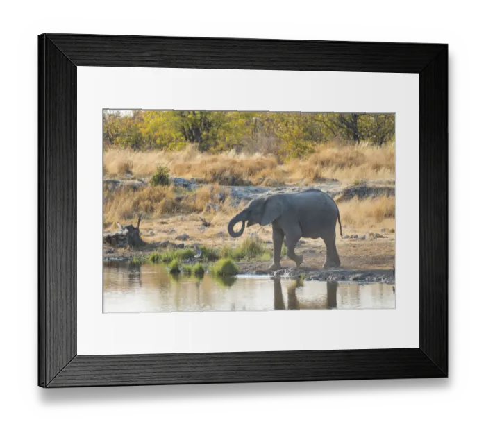 Framed Print : Young African Elephant -Loxodonta africana- drinking at the Nuamses waterhole, Etosha National Park, Namibia Framed Print : Young African Elephant -Loxodonta africana- drinking at the Nuamses waterhole, Etosha National Park, Namibia