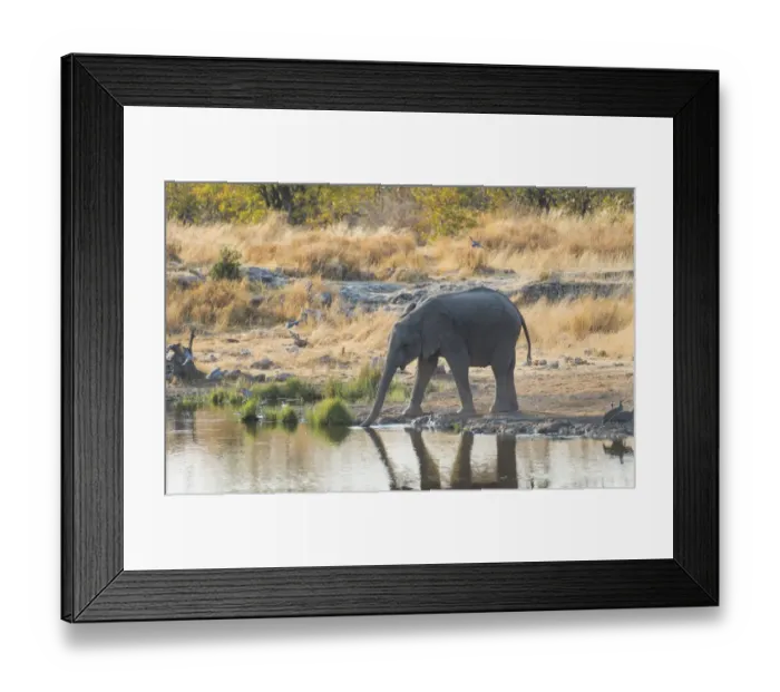 Framed Print : Young African Elephant -Loxodonta africana- drinking at the Nuamses waterhole, Etosha National Park, Namibia Framed Print : Young African Elephant -Loxodonta africana- drinking at the Nuamses waterhole, Etosha National Park, Namibia