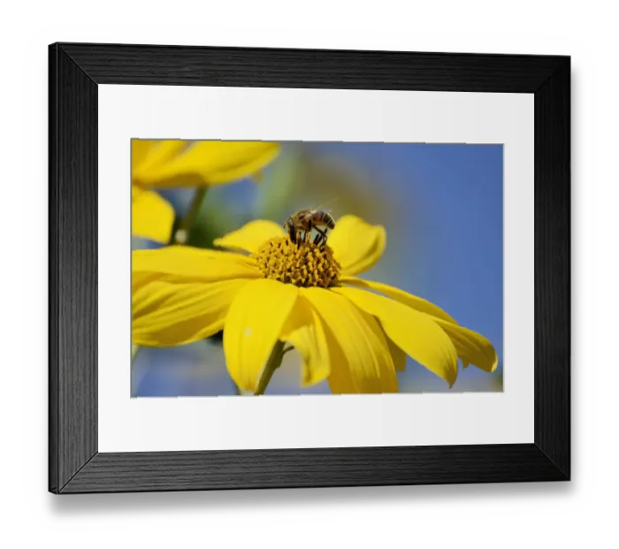 Framed Print : Hoverfly -Syrphidae- on a yellow flower of the Jerusalem Artichoke, Sunchoke or Topinambour -Helianthus tuberosus- Framed Print : Hoverfly -Syrphidae- on a yellow flower of the Jerusalem Artichoke, Sunchoke or Topinambour -Helianthus tuberosus-