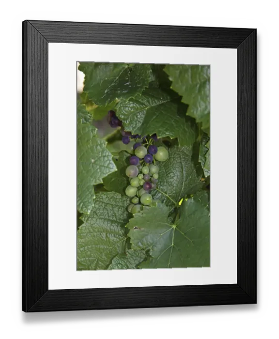 Framed Print : Grapes, almost ripe, vine, near Hagnau at Lake Constance, Baden-Wuerttemberg, Germany, Europe Framed Print : Grapes, almost ripe, vine, near Hagnau at Lake Constance, Baden-Wuerttemberg, Germany, Europe