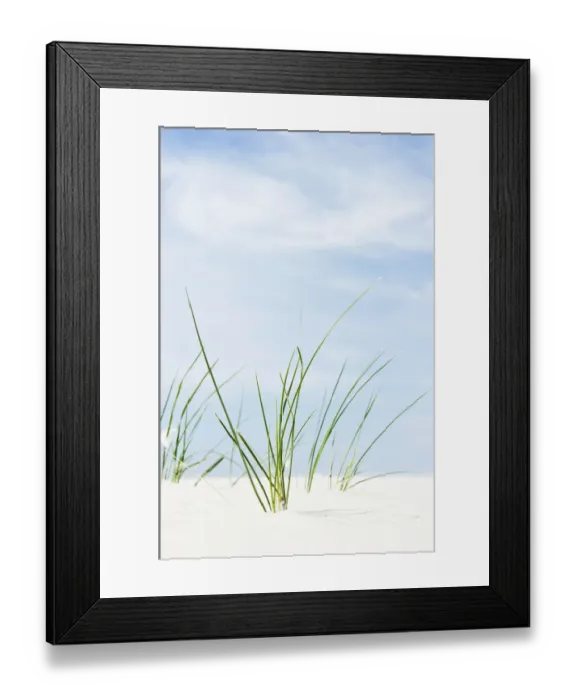 Framed Print : Marram Grass, Amrum, North Frisia, Schleswig-Holstein, Germany, Europe Framed Print : Marram Grass, Amrum, North Frisia, Schleswig-Holstein, Germany, Europe