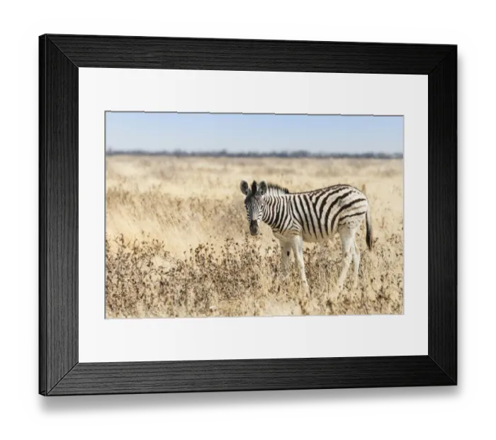 Framed Print : Burchells Zebra -Equus burchellii-, foal walking through grassland, Etosha National Park, Namibia