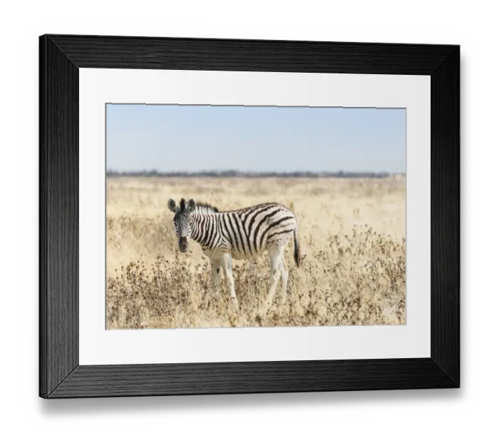 Framed Print : Burchells Zebra -Equus burchellii-, foal walking through grassland, Etosha National Park, Namibia Framed Print : Burchells Zebra -Equus burchellii-, foal walking through grassland, Etosha National Park, Namibia