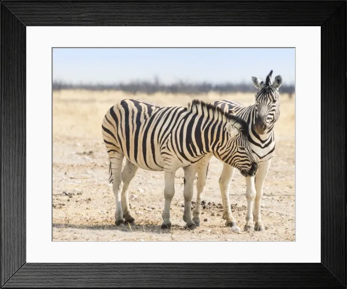 Framed Print : Burchells Zebras -Equus burchellii- in the dry steppe, Etosha National Park, Namibia Framed Print : Burchells Zebras -Equus burchellii- in the dry steppe, Etosha National Park, Namibia