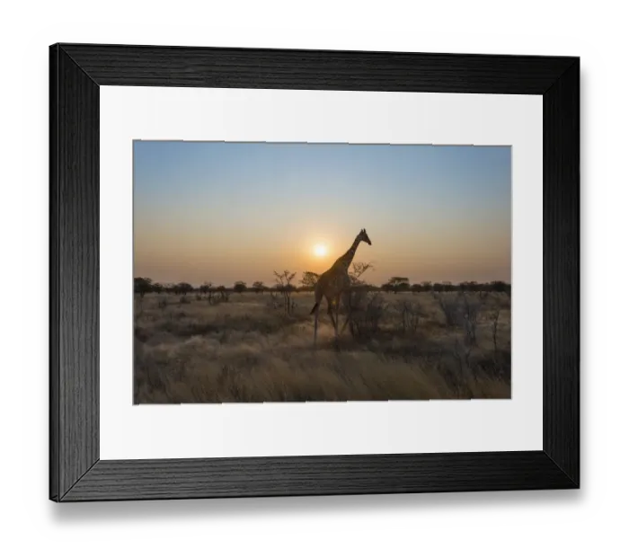 Framed Print : Giraffe -Giraffa camelopardis- in the steppe at sunset, Etosha National Park, Namibia Framed Print : Giraffe -Giraffa camelopardis- in the steppe at sunset, Etosha National Park, Namibia