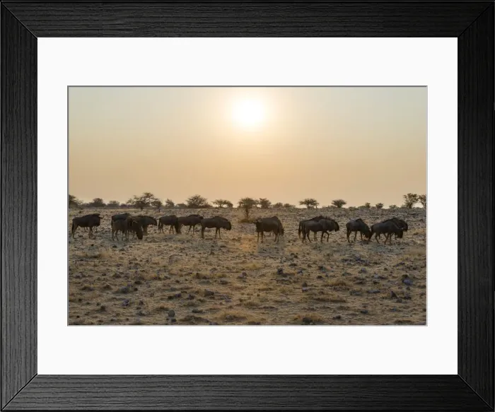 Framed Print : Blue Wildebeest -Connochaetes taurinus- herd in the evening light, Etosha National Park, Namibia Framed Print : Blue Wildebeest -Connochaetes taurinus- herd in the evening light, Etosha National Park, Namibia