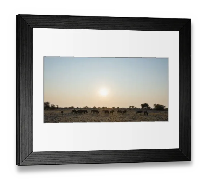 Framed Print : Blue Wildebeest -Connochaetes taurinus- herd in the evening light, Etosha National Park, Namibia