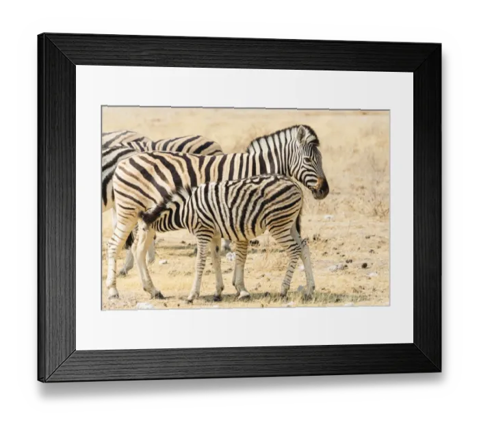 Framed Print : Burchells Zebra -Equus burchellii-, foal suckling, Etosha National Park, Namibia Framed Print : Burchells Zebra -Equus burchellii-, foal suckling, Etosha National Park, Namibia