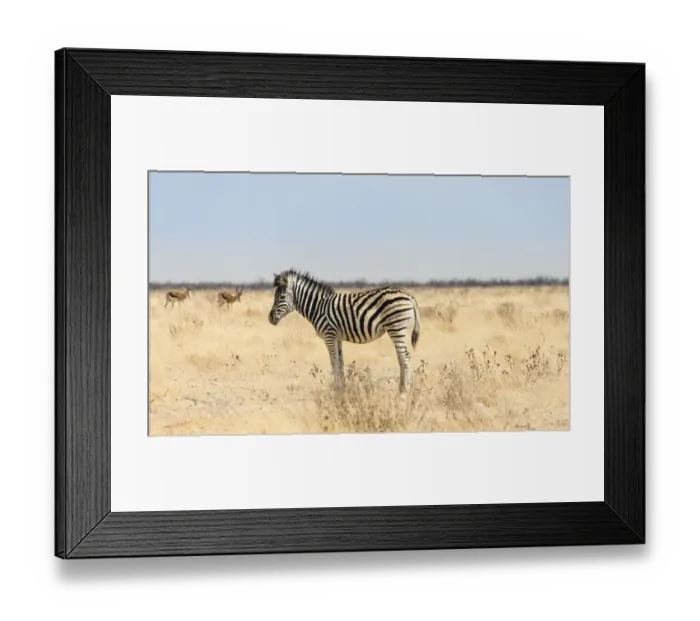 Framed Print : Burchells Zebra -Equus burchellii-, foal in the dry grassland, Etosha National Park, Namibia Framed Print : Burchells Zebra -Equus burchellii-, foal in the dry grassland, Etosha National Park, Namibia