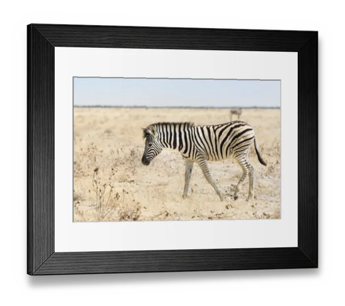 Framed Print : Burchells Zebra -Equus burchellii-, foal walking through grassland, Etosha National Park, Namibia Framed Print : Burchells Zebra -Equus burchellii-, foal walking through grassland, Etosha National Park, Namibia