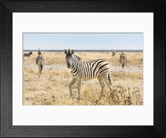 Framed Print : Burchells Zebra -Equus burchellii-, foal walking through grassland, Etosha National Park, Namibia Framed Print : Burchells Zebra -Equus burchellii-, foal walking through grassland, Etosha National Park, Namibia