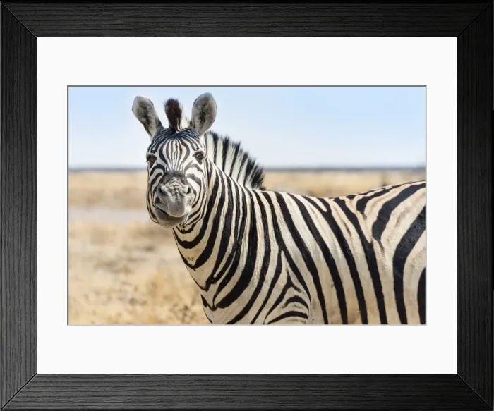 Framed Print : Burchells Zebra -Equus burchellii-, contorting its mouth, in the dry steppe, Etosha National Park, Namibia Framed Print : Burchells Zebra -Equus burchellii-, contorting its mouth, in the dry steppe, Etosha National Park, Namibia