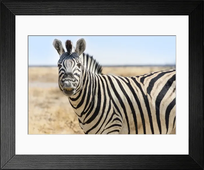 Framed Print : Burchells Zebra -Equus burchellii-, neighing, in the dry steppe, Etosha National Park, Namibia Framed Print : Burchells Zebra -Equus burchellii-, neighing, in the dry steppe, Etosha National Park, Namibia