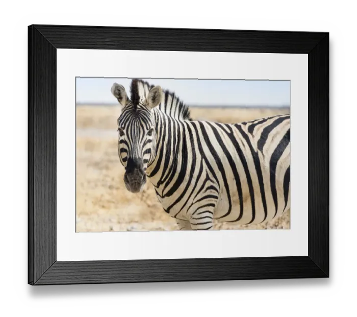 Framed Print : Burchells Zebra -Equus burchellii- in the dry steppe, Etosha National Park, Namibia Framed Print : Burchells Zebra -Equus burchellii- in the dry steppe, Etosha National Park, Namibia