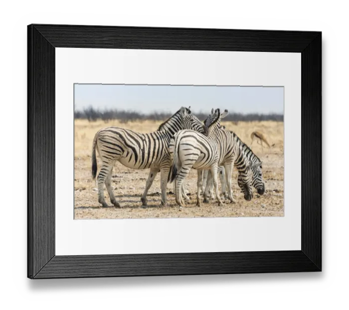 Framed Print : Burchells Zebras -Equus burchellii- in the dry steppe, Etosha National Park, Namibia Framed Print : Burchells Zebras -Equus burchellii- in the dry steppe, Etosha National Park, Namibia