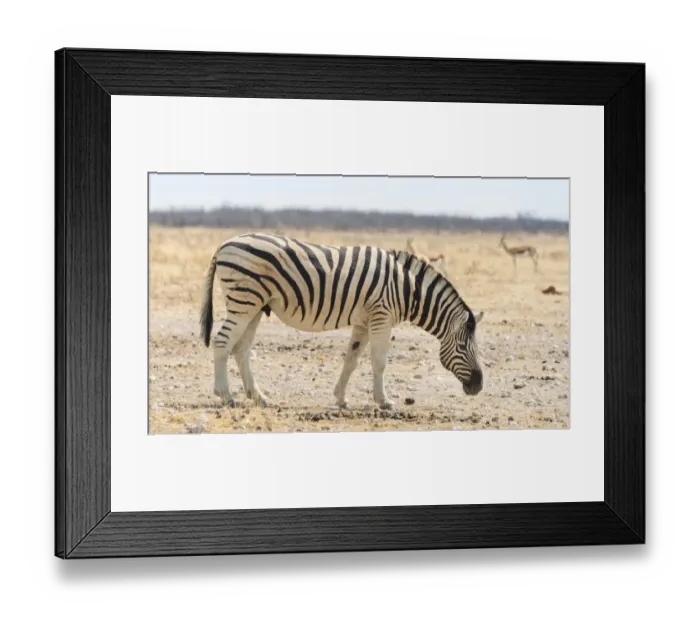 Framed Print : Burchells Zebra -Equus burchellii- in the dry steppe, Etosha National Park, Namibia Framed Print : Burchells Zebra -Equus burchellii- in the dry steppe, Etosha National Park, Namibia