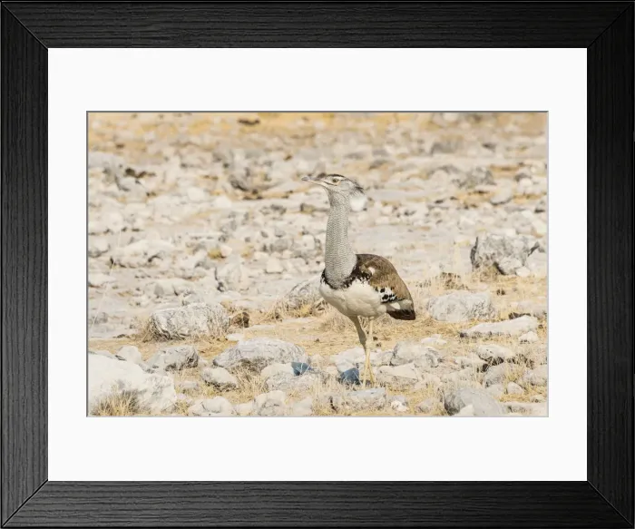 Framed Print : Kori Bustard -Ardeotis kori-, Etosha National Park, Namibia Framed Print : Kori Bustard -Ardeotis kori-, Etosha National Park, Namibia