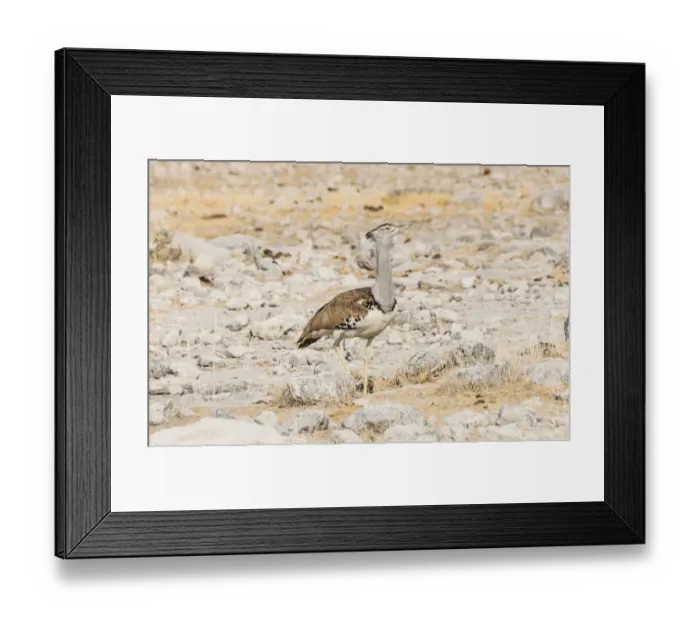 Framed Print : Kori Bustard -Ardeotis kori-, Etosha National Park, Namibia Framed Print : Kori Bustard -Ardeotis kori-, Etosha National Park, Namibia