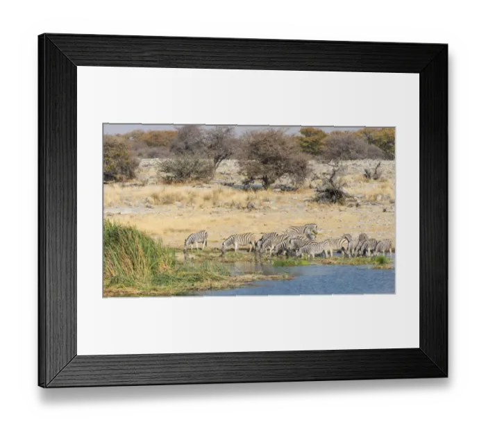 Framed Print : Burchells Zebra -Equus burchellii-, herd drinking at the Homob waterhole, Etosha National Park, Namibia Framed Print : Burchells Zebra -Equus burchellii-, herd drinking at the Homob waterhole, Etosha National Park, Namibia