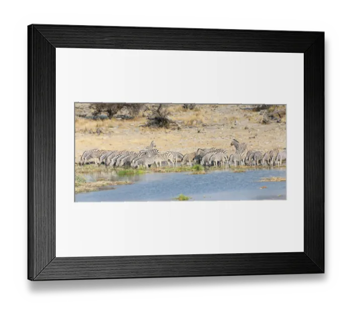 Framed Print : Burchells Zebra -Equus burchellii-, herd drinking at the Homob waterhole, Etosha National Park, Namibia Framed Print : Burchells Zebra -Equus burchellii-, herd drinking at the Homob waterhole, Etosha National Park, Namibia