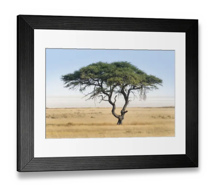 Framed Print : Umbrella thorn acacia -Acacia tortilis- in front of Etosha Pan, Etosha National Park, Namibia