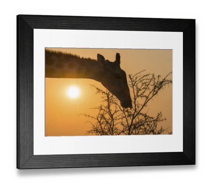 Framed Print : Giraffe -Giraffa camelopardis- feeding on camel thorn tree, Etosha National Park, Namibia Framed Print : Giraffe -Giraffa camelopardis- feeding on camel thorn tree, Etosha National Park, Namibia
