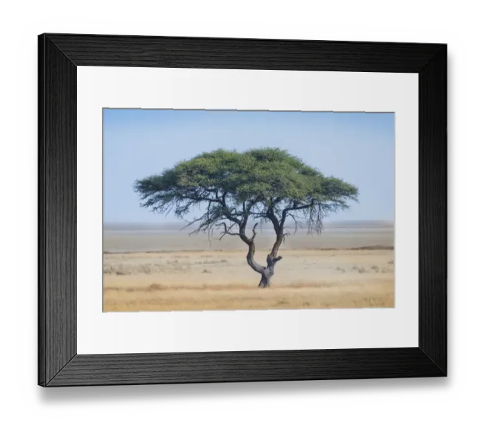 Framed Print : Umbrella Thorn -Acacia tortilis-, tree in front of the Etosha Pan, Etosha National Park, Namibia Framed Print : Umbrella Thorn -Acacia tortilis-, tree in front of the Etosha Pan, Etosha National Park, Namibia