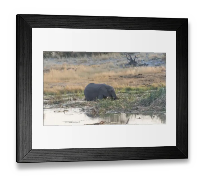 Framed Print : African Elephant -Loxodonta africana- standing in water drinking, Homob water hole, Etosha National Park, Namibia Framed Print : African Elephant -Loxodonta africana- standing in water drinking, Homob water hole, Etosha National Park, Namibia