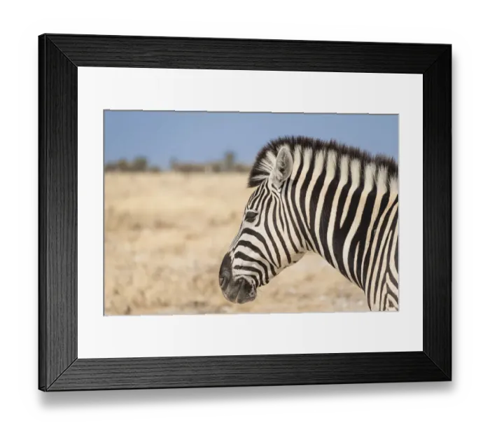 Framed Print : Plains Zebra -Equus quagga-, Etosha National Park, Namibia Framed Print : Plains Zebra -Equus quagga-, Etosha National Park, Namibia