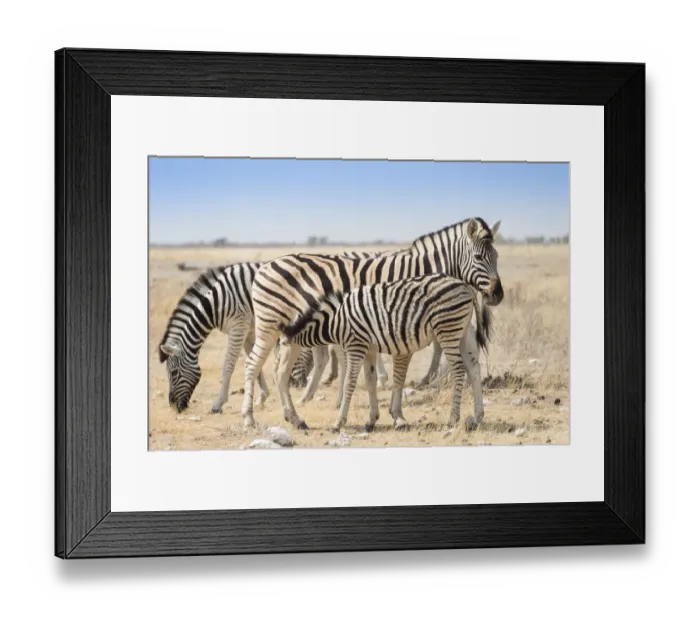Framed Print : Plains zebras -Equus quagga- with foal, Etosha National Park, Namibia