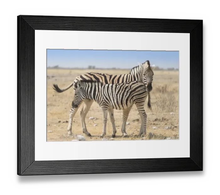 Framed Print : Plains Zebra -Equus quagga- with foal, Etosha National Park, Namibia